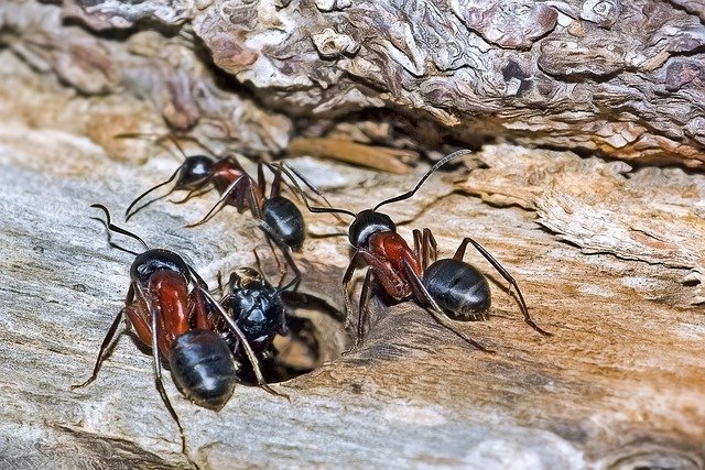 Carpenter Ant Control Navasota Conroe Huntsville Madison Brazos County